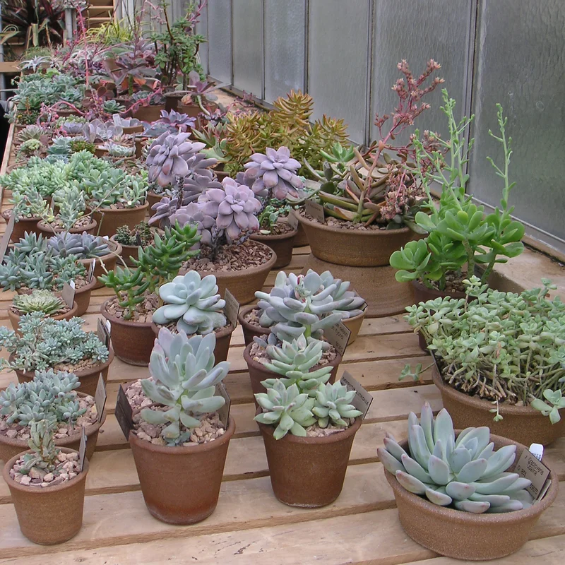 Succulents & Cactus